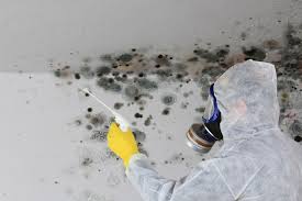 Best Basement Mold Removal  in Anniston, AL